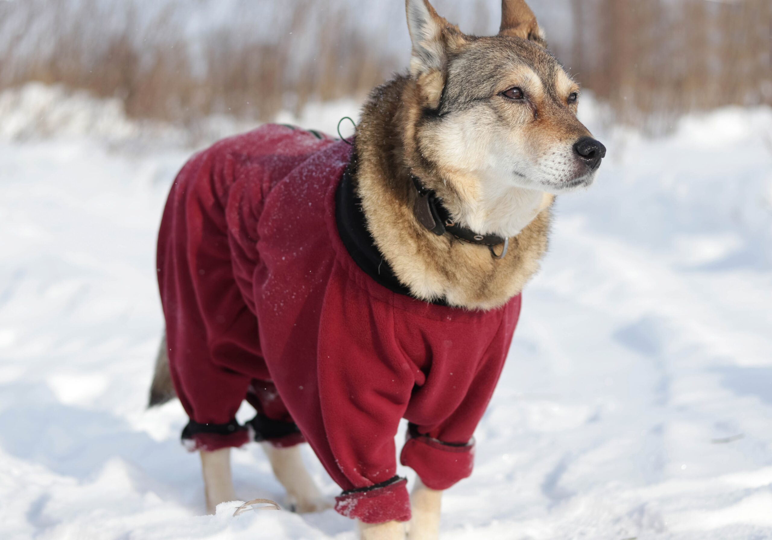 All-Weather Dog Apparel