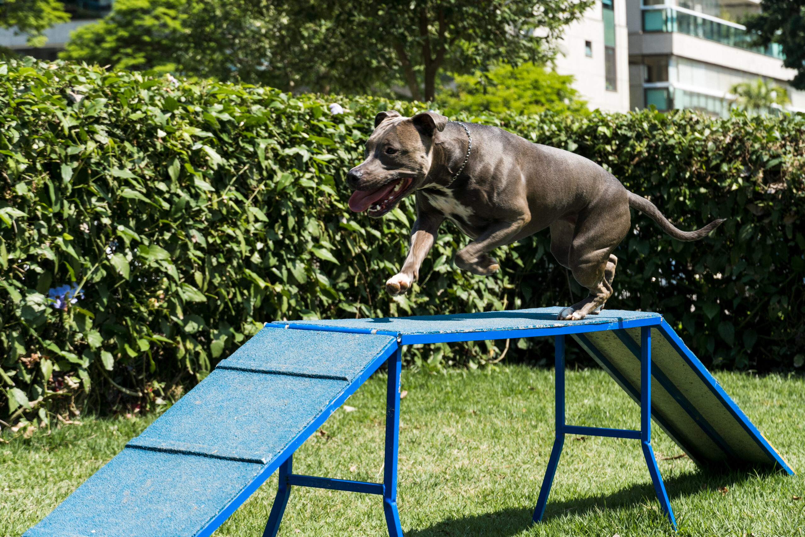 Agility Gear and Toys